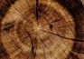 Perfekter ERP-Zuschnitt für den Holzbau